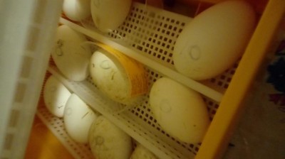 20180215_193949.jpg (38.33 KiB) Osservato 530 volte 20180215_193949.jpg