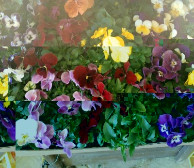 20180218_124945-1.jpg (137.06 KiB) Osservato 707 volte 20180218_124945-1.jpg