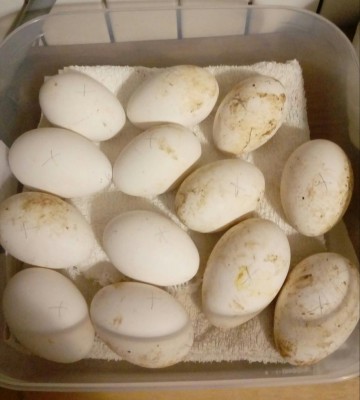 20180304_194129-1.jpg (68.8 KiB) Osservato 603 volte 20180304_194129-1.jpg