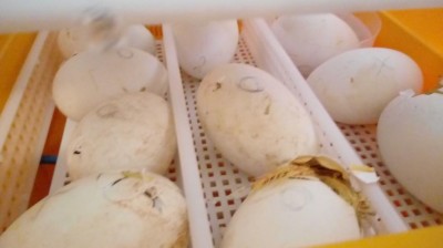 20180308_073942.jpg (37.18 KiB) Osservato 454 volte 20180308_073942.jpg