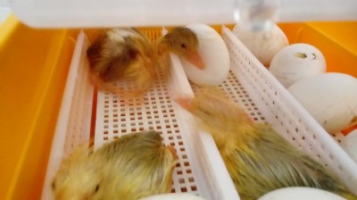 20180308_090321.jpg (47.26 KiB) Osservato 645 volte 20180308_090321.jpg