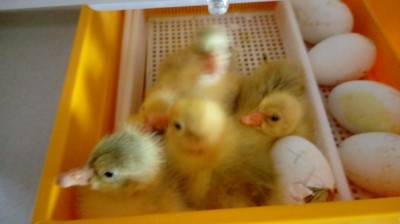 20180308_154537.jpg (40.9 KiB) Osservato 625 volte 20180308_154537.jpg