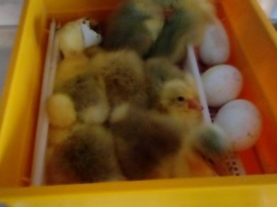 20180309_070758-1.jpg (45.53 KiB) Osservato 575 volte 20180309_070758-1.jpg