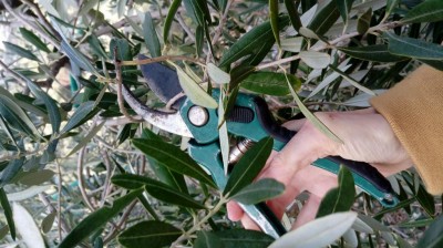 20180313_155027.jpg (107.4 KiB) Osservato 522 volte 20180313_155027.jpg