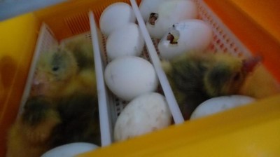 20180410_105544.jpg (35.12 KiB) Osservato 481 volte 20180410_105544.jpg