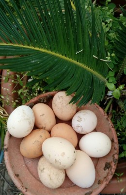 20180412_121813-1.jpg (91.86 KiB) Osservato 418 volte 20180412_121813-1.jpg