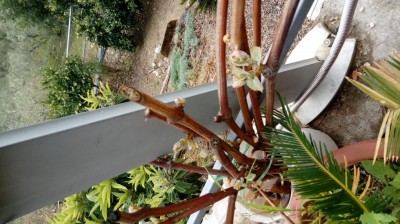 20180412_121807.jpg (124.06 KiB) Osservato 417 volte 20180412_121807.jpg