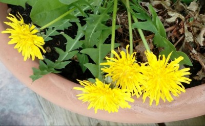 20180414_161131-1.jpg (98.17 KiB) Osservato 410 volte 20180414_161131-1.jpg