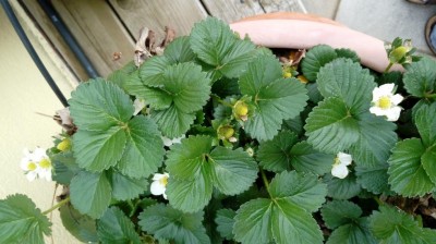 20180414_161125.jpg (92.86 KiB) Osservato 409 volte 20180414_161125.jpg