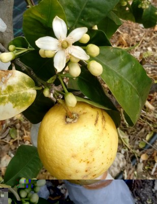 Pompelmo / 20180415_114001-1.jpg 20180415_114001-1.jpg