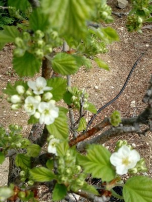 Azzeruolo / 20180415_113842-1.jpg 20180415_113842-1.jpg