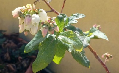 Mirtillo / 20180416_092945-1.jpg 20180416_092945-1.jpg