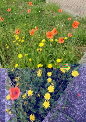 20180417_102312-1.jpg (211.54 KiB) Osservato 524 volte 20180417_102312-1.jpg