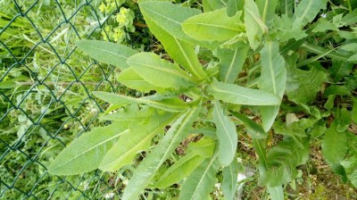 20180417_104527.jpg (132.12 KiB) Osservato 521 volte 20180417_104527.jpg