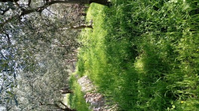 20180417_100355.jpg (209.84 KiB) Osservato 497 volte 20180417_100355.jpg