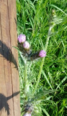 20180421_092028-1.jpg (125.65 KiB) Osservato 457 volte 20180421_092028-1.jpg