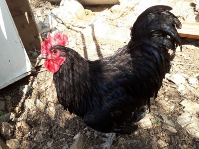 IMG-20180421-WA0001.jpg (140.94 KiB) Osservato 445 volte IMG-20180421-WA0001.jpg