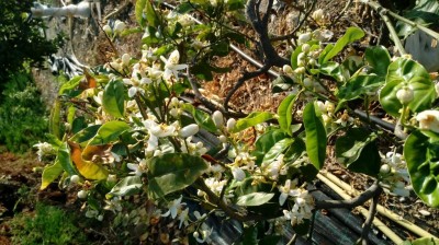 20180422_081004.jpg (146.23 KiB) Osservato 458 volte 20180422_081004.jpg