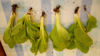 20180422_132545_Burst01.jpg (58.09 KiB) Osservato 431 volte 20180422_132545_Burst01.jpg