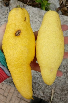 20180425_093612-1.jpg (71.14 KiB) Osservato 383 volte 20180425_093612-1.jpg