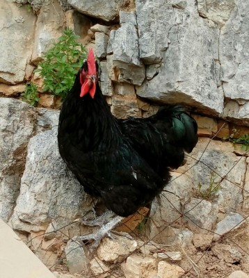 20180425_120351-1.jpg (191.76 KiB) Osservato 382 volte 20180425_120351-1.jpg