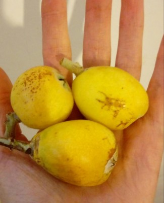 20180426_114501-1.jpg (56.28 KiB) Osservato 434 volte 20180426_114501-1.jpg