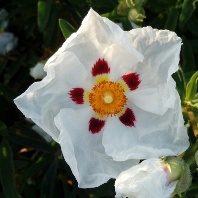 IMG_20180427_195527_573.jpg (79.44 KiB) Osservato 441 volte IMG_20180427_195527_573.jpg