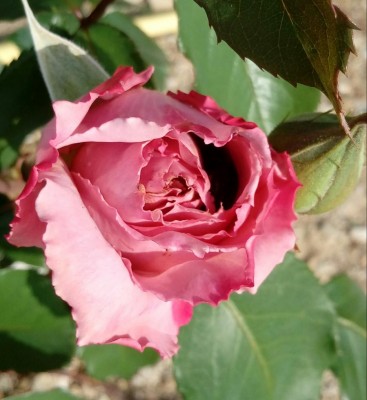 20180428_084430_Burst01-1.jpg (87.49 KiB) Osservato 414 volte 20180428_084430_Burst01-1.jpg