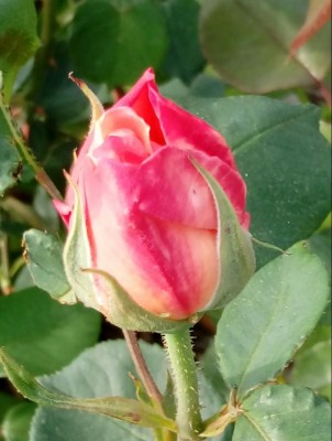 20180428_084956-1.jpg (71.55 KiB) Osservato 414 volte 20180428_084956-1.jpg