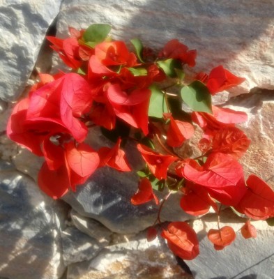 Buganville rossa / 20180504_102145-1.jpg 20180504_102145-1.jpg