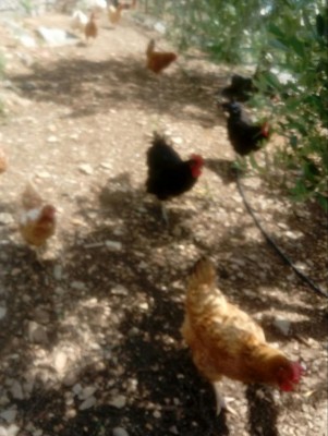 20180504_125858-1.jpg (81.76 KiB) Osservato 483 volte 20180504_125858-1.jpg