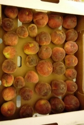 20180603_072451-1.jpg (62.69 KiB) Osservato 524 volte 20180603_072451-1.jpg