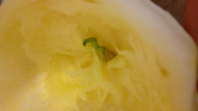 20180603_134023_Burst01.jpg (28.24 KiB) Osservato 524 volte 20180603_134023_Burst01.jpg