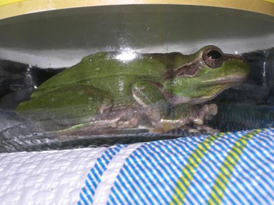 Rana / IMGP0842.JPG IMGP0842.JPG