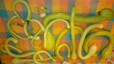 Trombette d'Albenga / 20180623_073636.jpg 20180623_073636.jpg