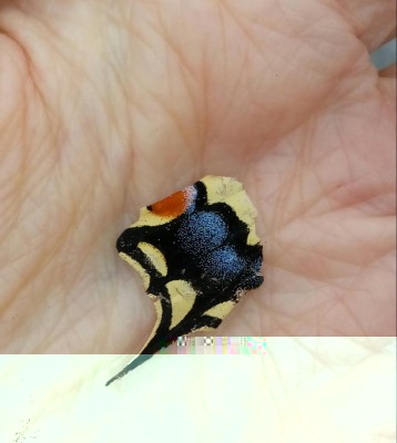 20180624_100602-1.jpg (59.4 KiB) Osservato 467 volte 20180624_100602-1.jpg