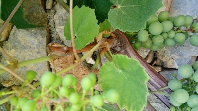 20180625_100547.jpg (87.92 KiB) Osservato 431 volte 20180625_100547.jpg