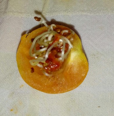 20180625_170852-1.jpg (127.92 KiB) Osservato 411 volte 20180625_170852-1.jpg