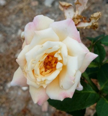 20180628_120749-1.jpg (65.88 KiB) Osservato 363 volte 20180628_120749-1.jpg