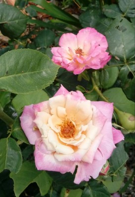 20180628_120820-1.jpg (78.5 KiB) Osservato 363 volte 20180628_120820-1.jpg