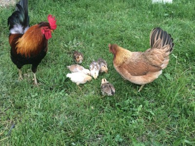 Schiusa precedente / 1A636CFA-FA80-4BE8-9533-A276E7E0D379.jpeg 1A636CFA-FA80-4BE8-9533-A276E7E0D379.jpeg