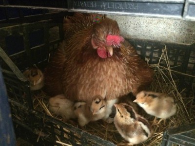 Schiusa precedente / AAC0E679-2D10-4BE6-AA1C-DE9753D3BB8F.jpeg AAC0E679-2D10-4BE6-AA1C-DE9753D3BB8F.jpeg