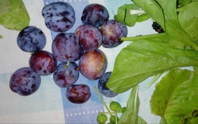 Prugne / 20180630_062740-1.jpg 20180630_062740-1.jpg