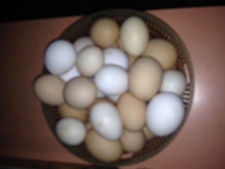 IMG_2218.JPG IMG_2218.JPG