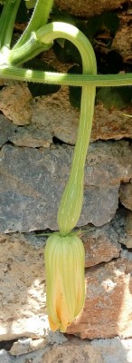 20180706_123502-1.jpg (66.86 KiB) Osservato 447 volte 20180706_123502-1.jpg