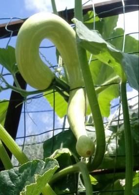 20180706_123515-1.jpg (84.86 KiB) Osservato 447 volte 20180706_123515-1.jpg