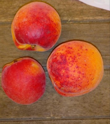 20180707_104837-1.jpg (90.53 KiB) Osservato 395 volte 20180707_104837-1.jpg