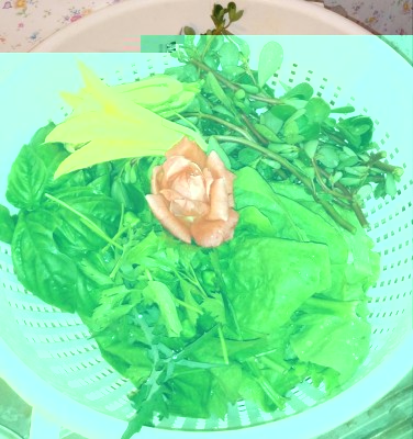 20180709_115400-1.jpg (124.77 KiB) Osservato 407 volte 20180709_115400-1.jpg