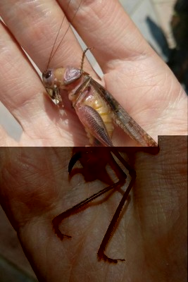 Grillo / 20180713_131248-1.jpg 20180713_131248-1.jpg