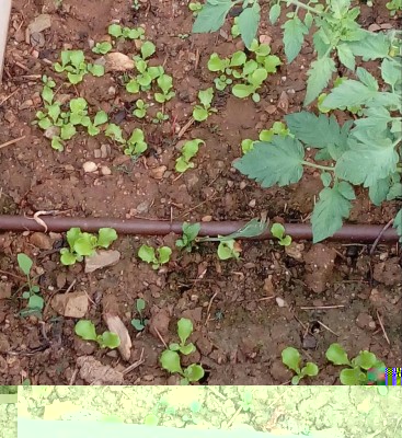 Insalata / 20180716_061412-1.jpg 20180716_061412-1.jpg